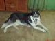 sybir_okolo_1_5_roczny_mix_husky_