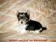 biewer_yorkshire_terrier_2_pieski_z