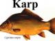 karp_zywy_