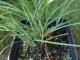 miskant_chinski_miscanthus_sinensis