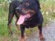 sara_lagodna_rasowa_rottweilerka
