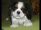 cavalier_king_charles_spaniel_suczk