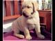 labrador_retriever_labradory_z_rodo